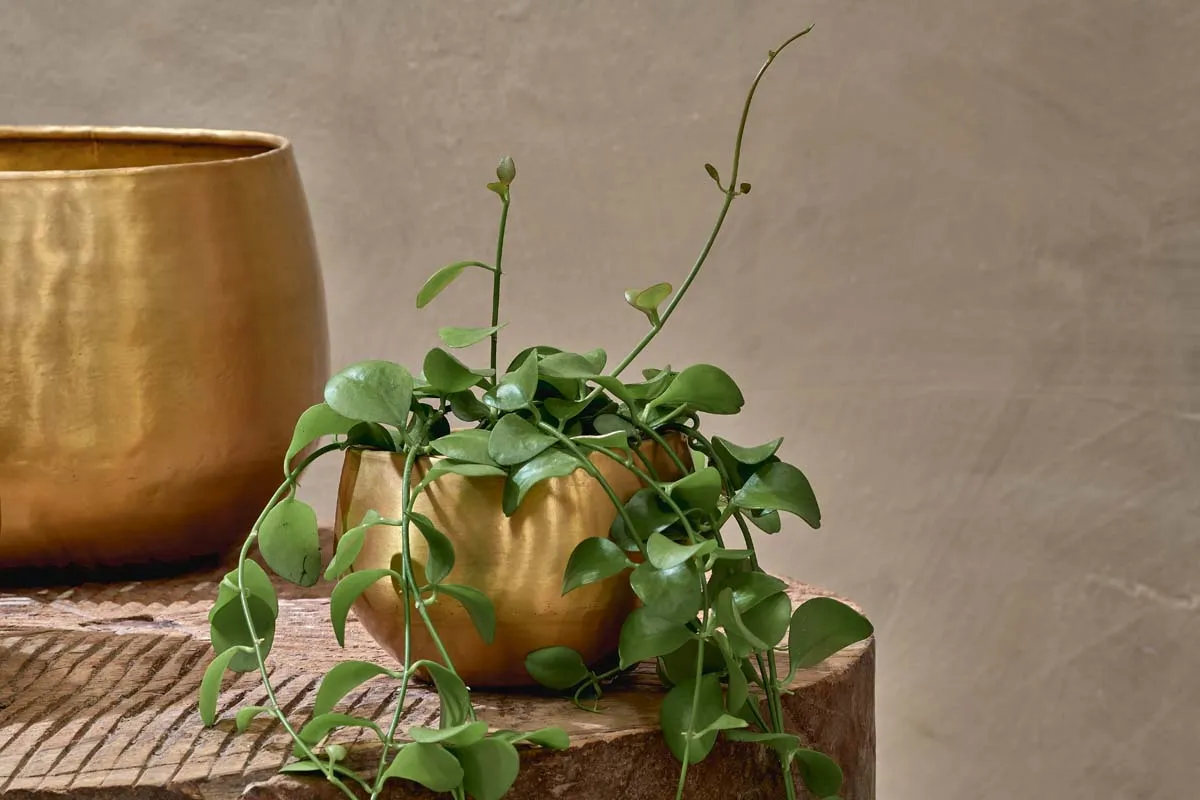 Atsu Brass Planter