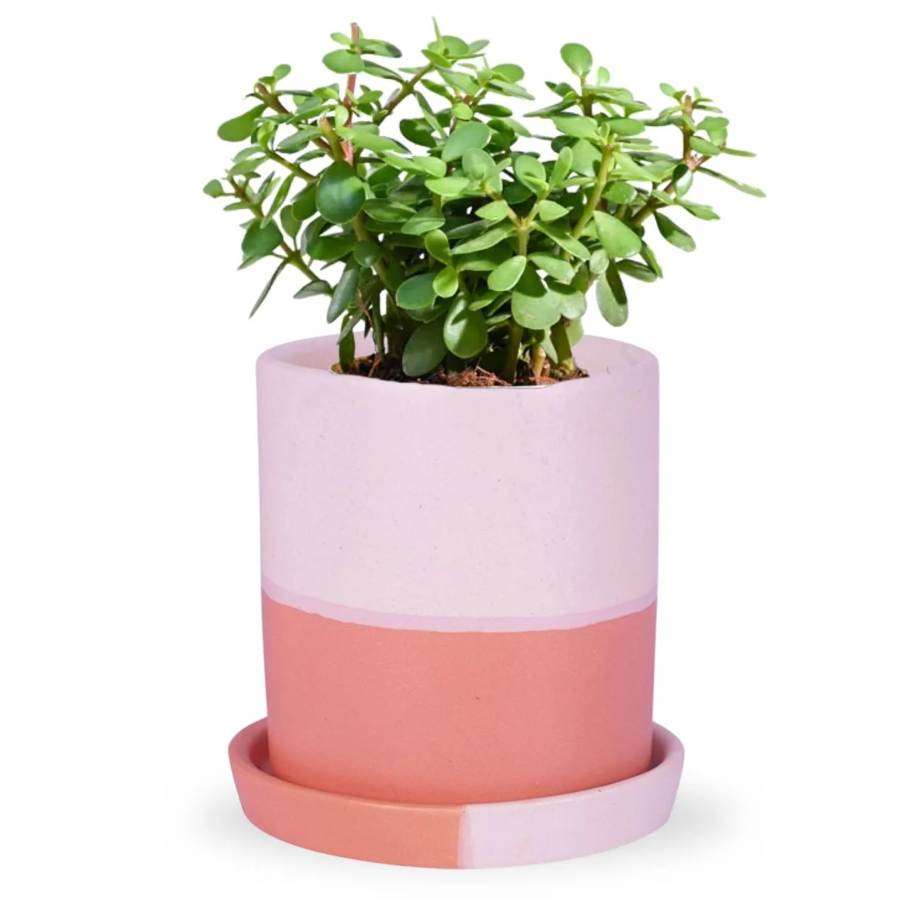 Ceramic Plant Pot