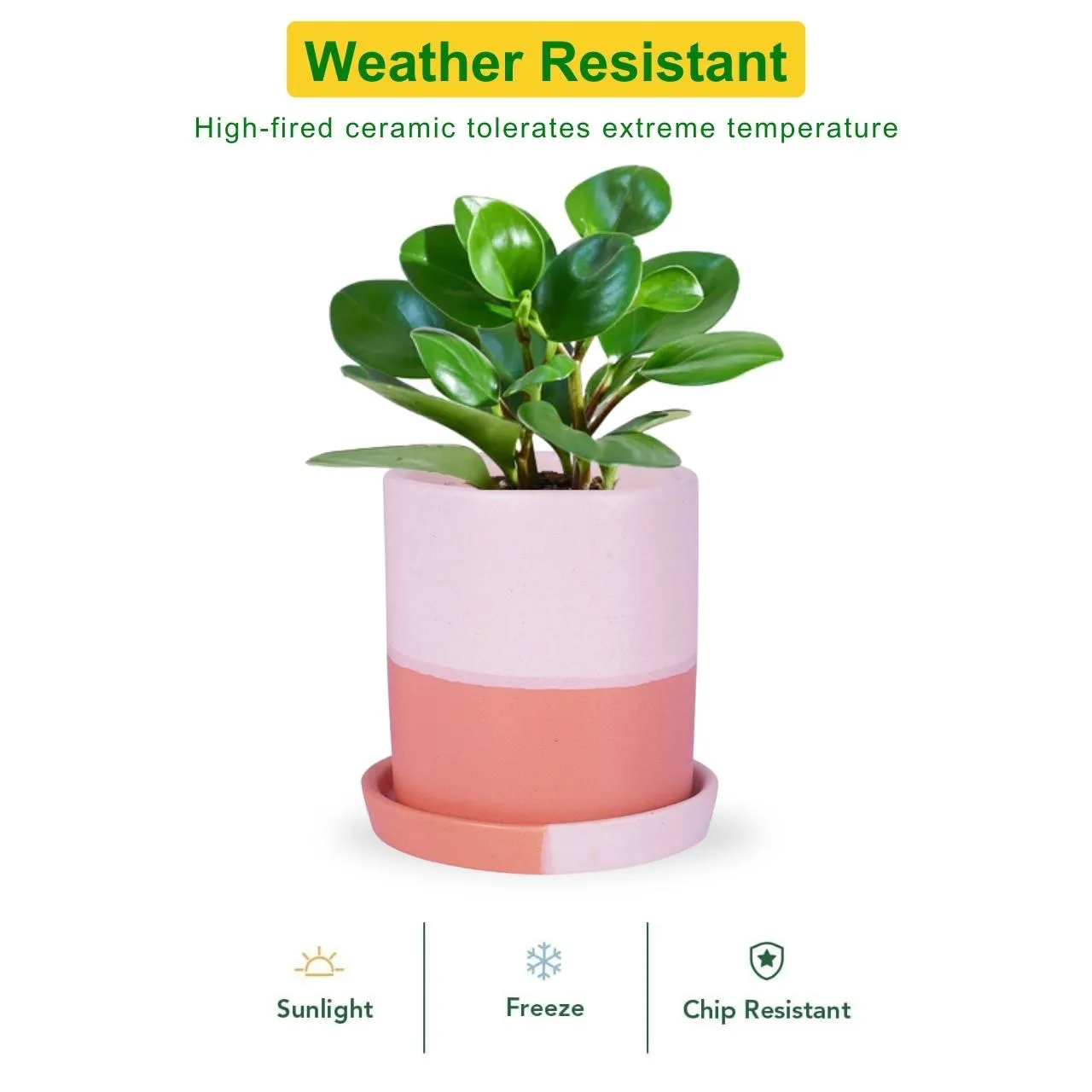 Ceramic Plant Pot