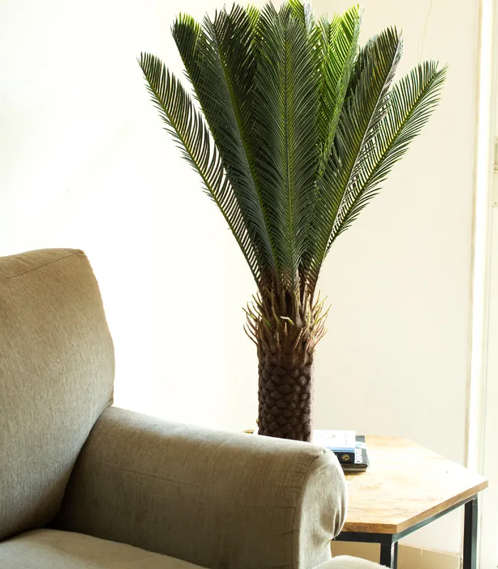 Cycas Plant