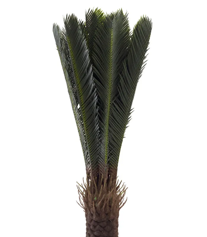 Cycas Plant