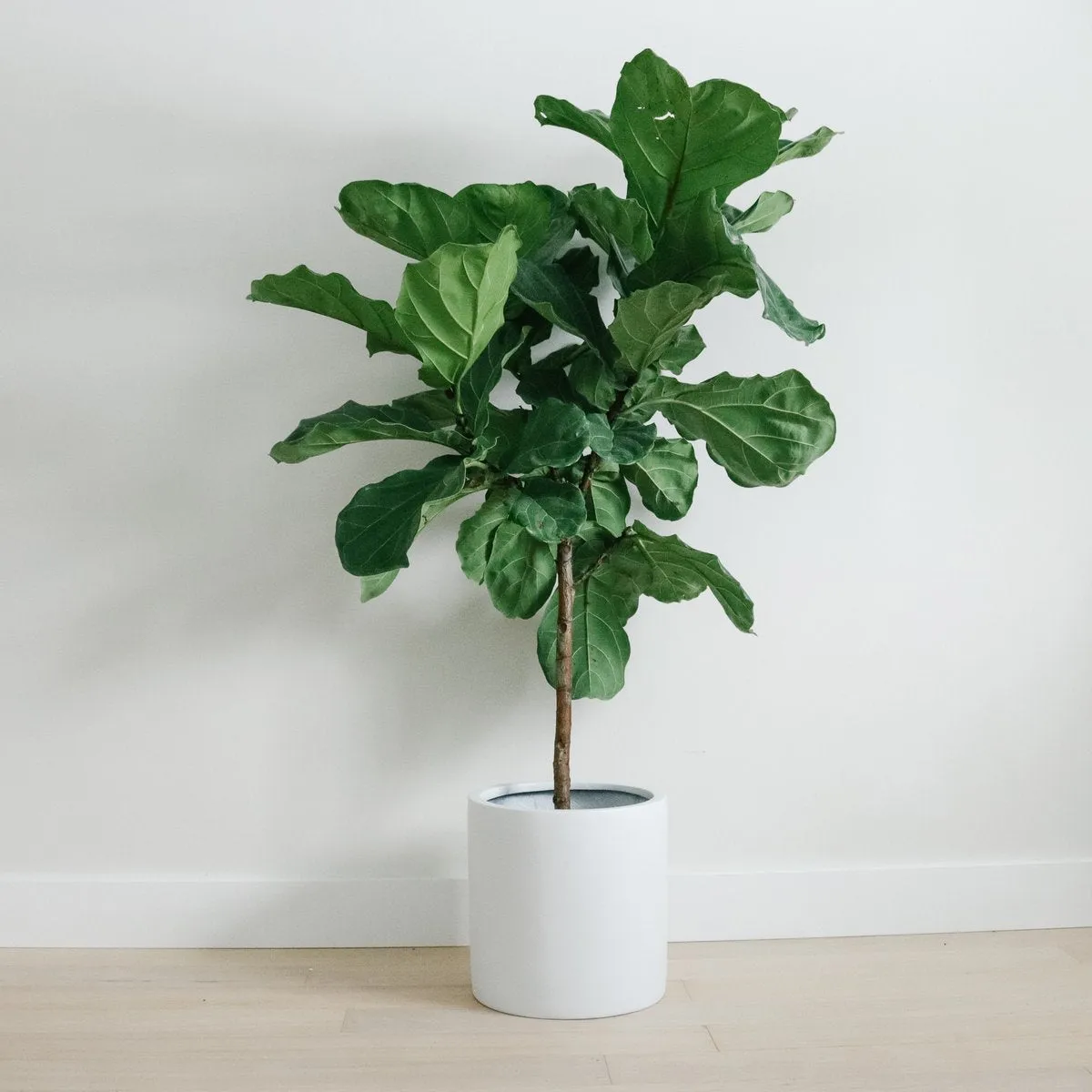 Cylinder Planter