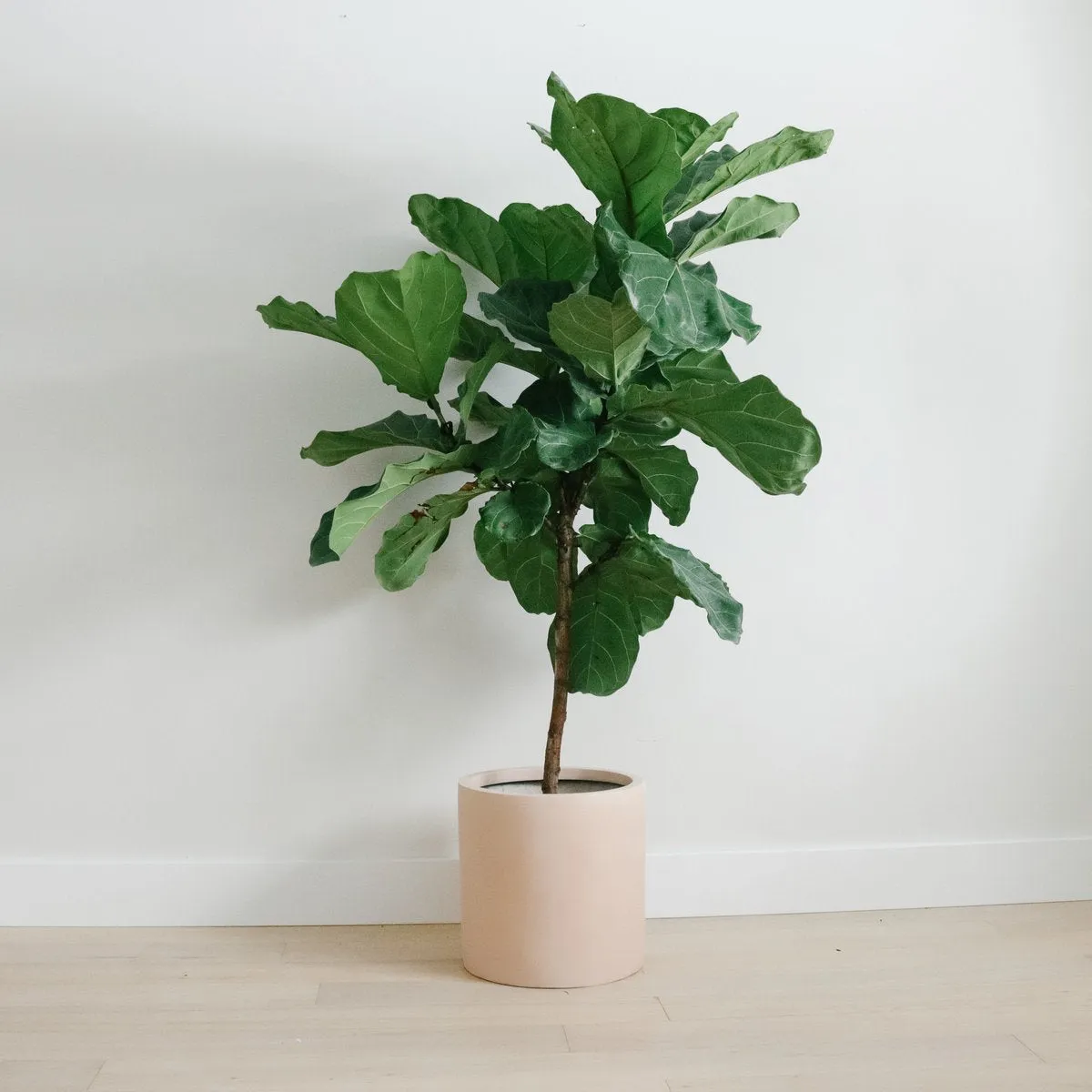 Cylinder Planter