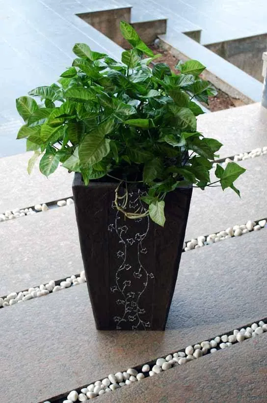 Elegance Ivy