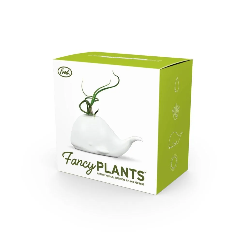 FANCY PLANTS - Whale