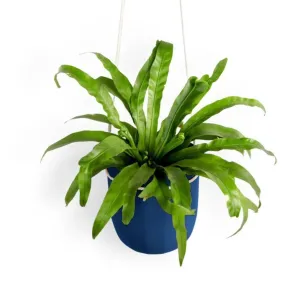 Loop Hanging Planter