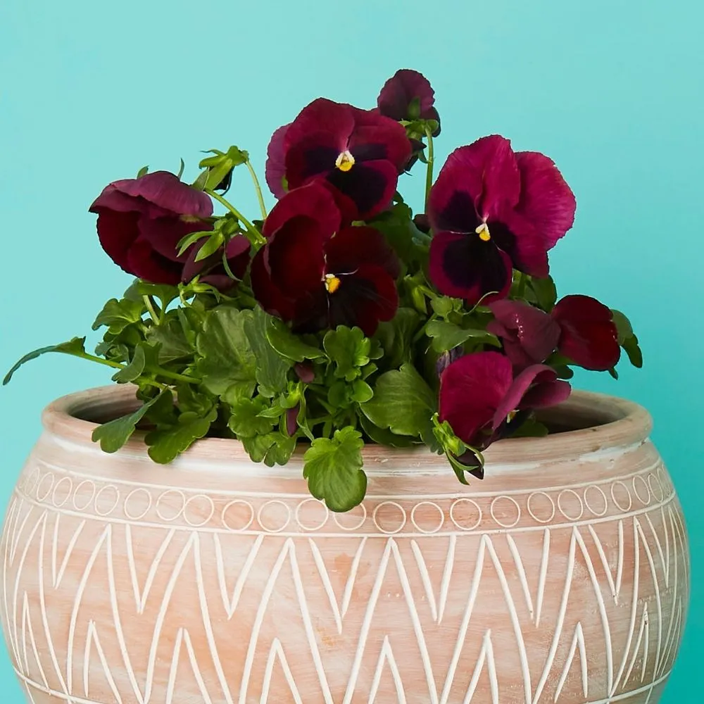Medium Terracotta Belly Pot Saucer
