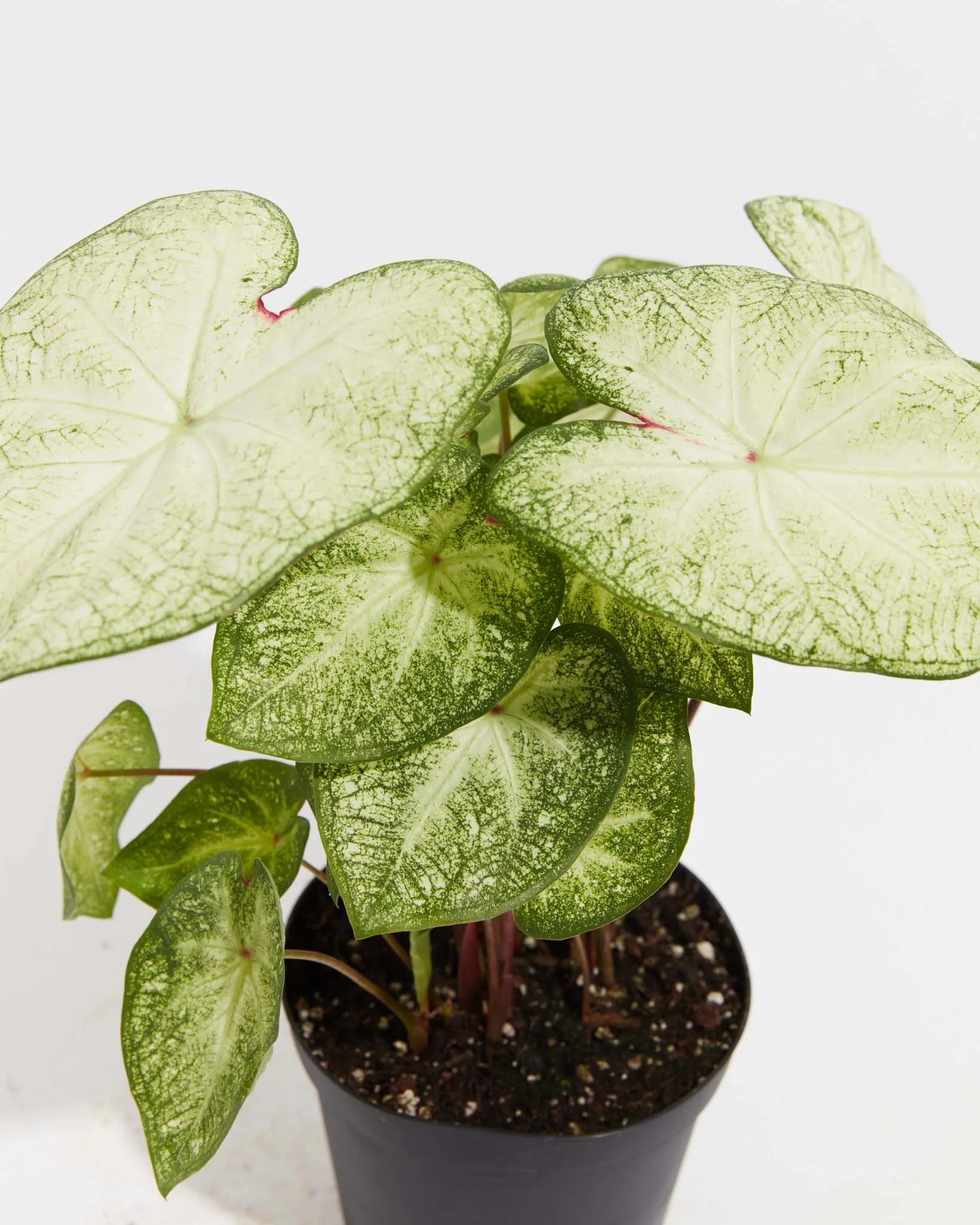 Moonlight Luminescent White Premium Caladium Bulbs