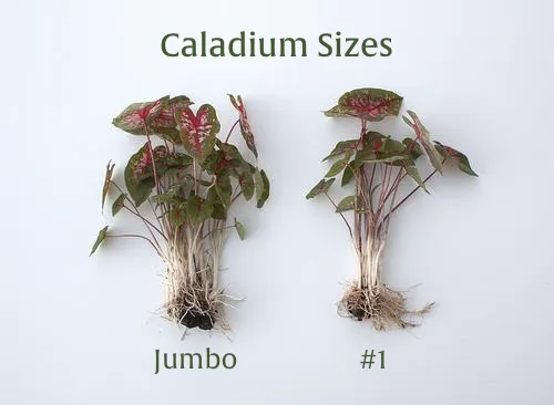 Moonlight Luminescent White Premium Caladium Bulbs