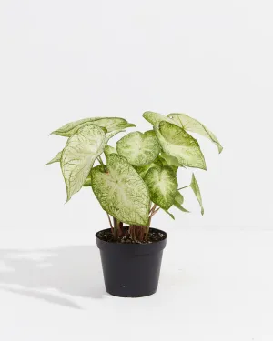 Moonlight Luminescent White Premium Caladium Bulbs