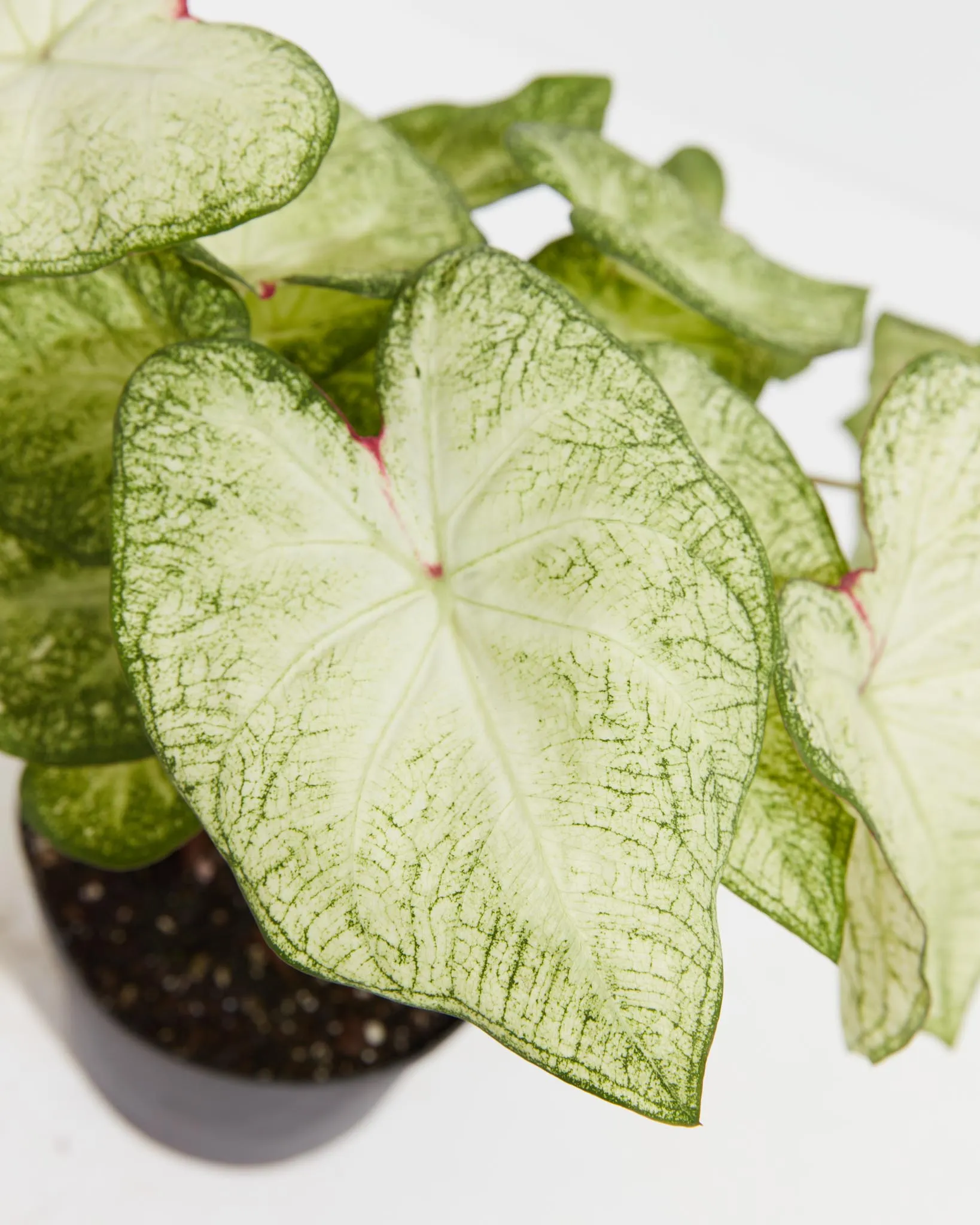 Moonlight Luminescent White Premium Caladium Bulbs