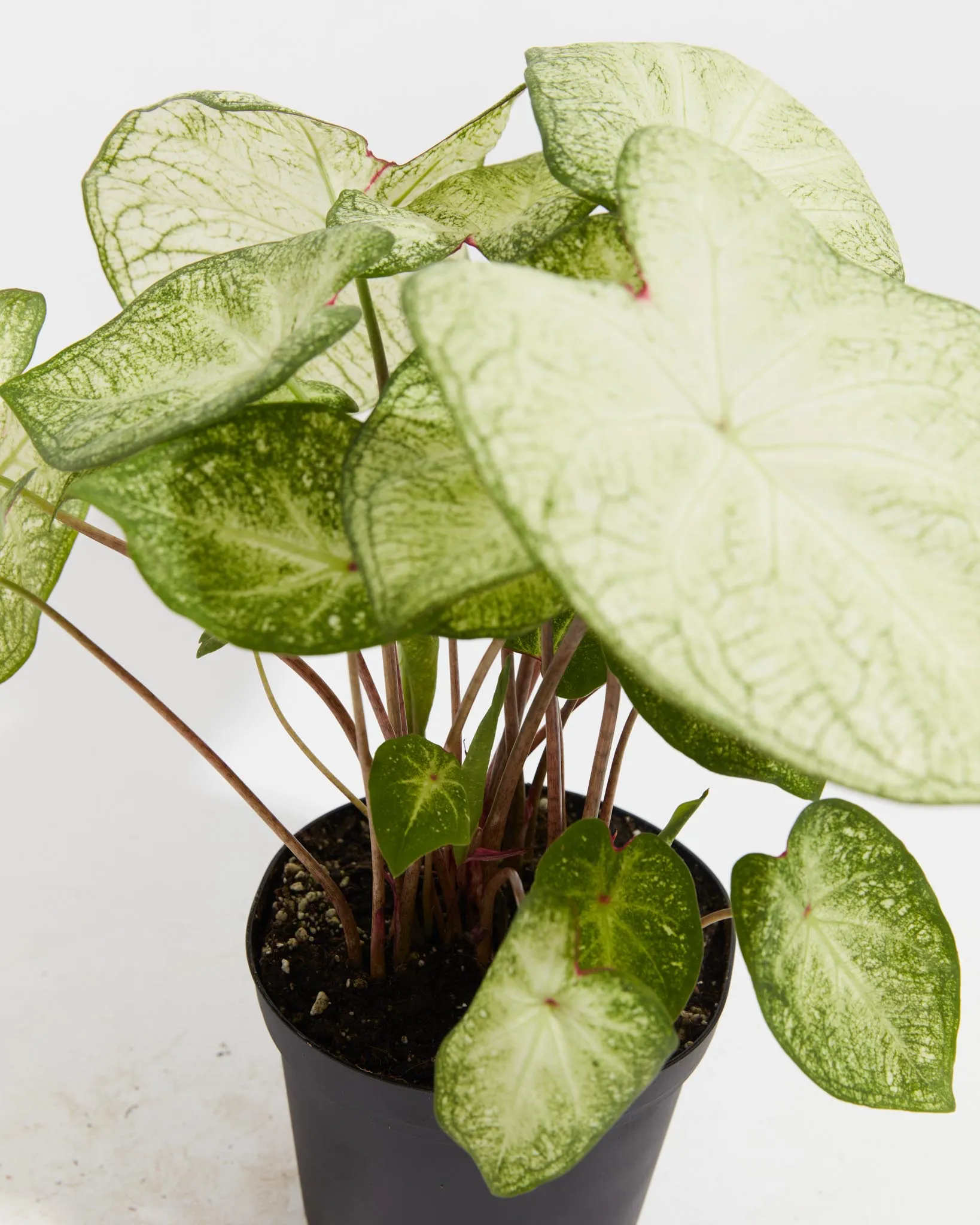 Moonlight Luminescent White Premium Caladium Bulbs
