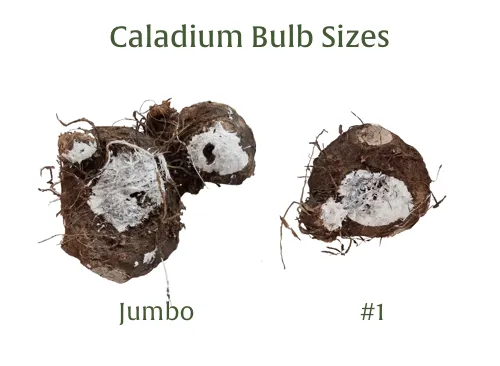 Moonlight Luminescent White Premium Caladium Bulbs