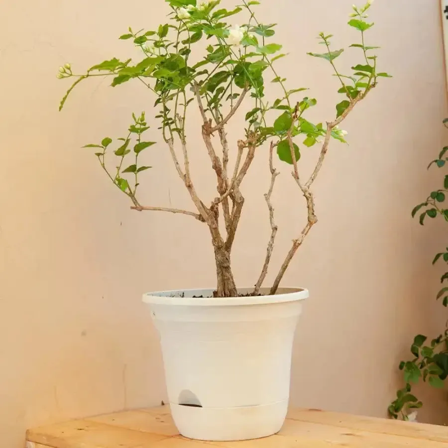 Set of 2 x 19.5 cm White Plastic Self Watering Planter for Indoor or Outdoor