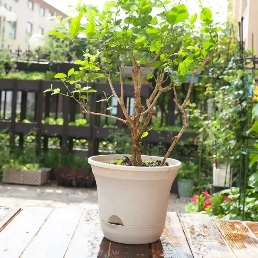 Set of 2 x 19.5 cm White Plastic Self Watering Planter for Indoor or Outdoor