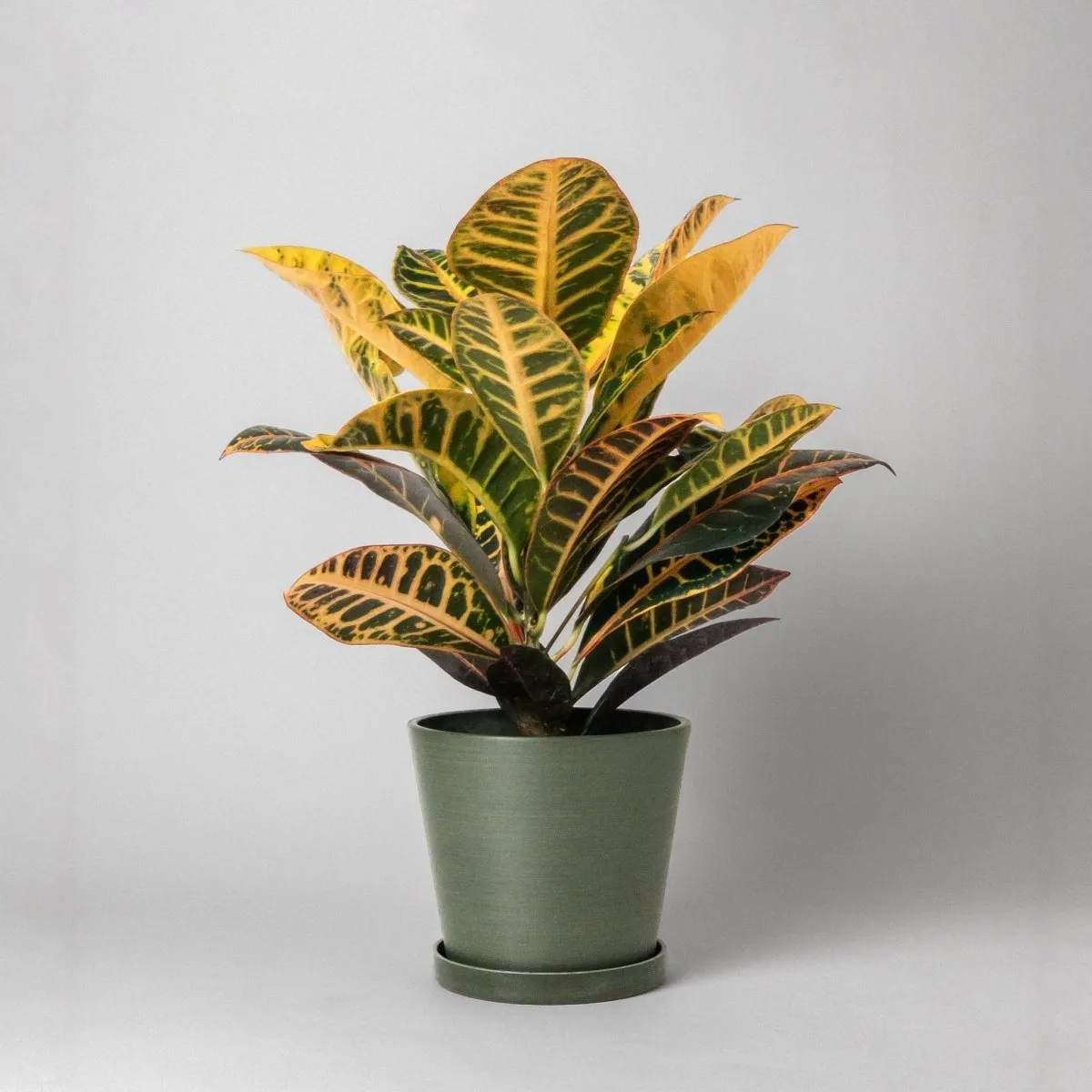 Tapered Upcycled Planter Pot & Saucer 7 Inch
