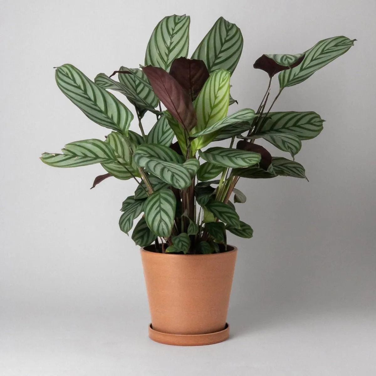 Tapered Upcycled Planter Pot & Saucer 7 Inch