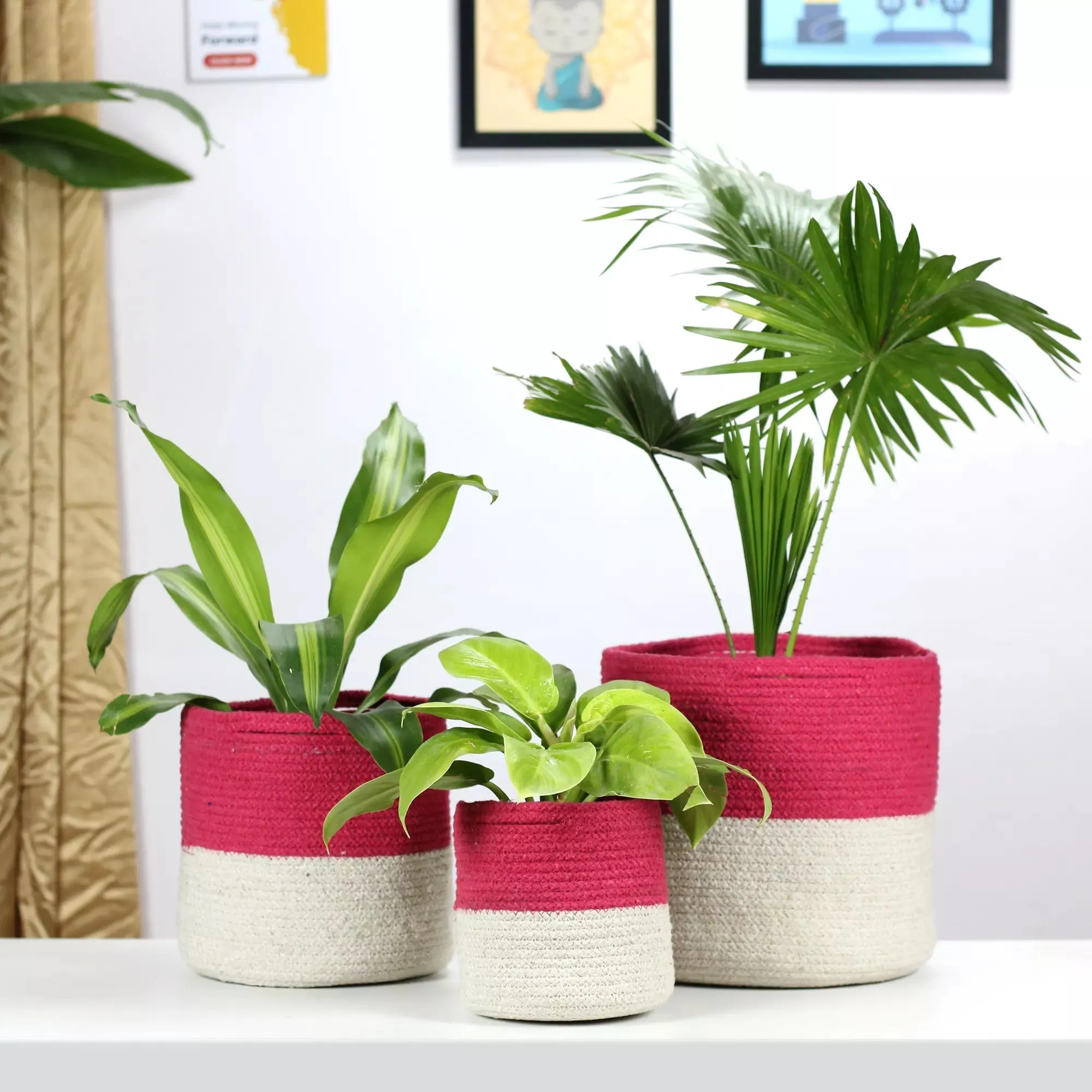Twin Pink Cotton Planter - (Pack of 3)