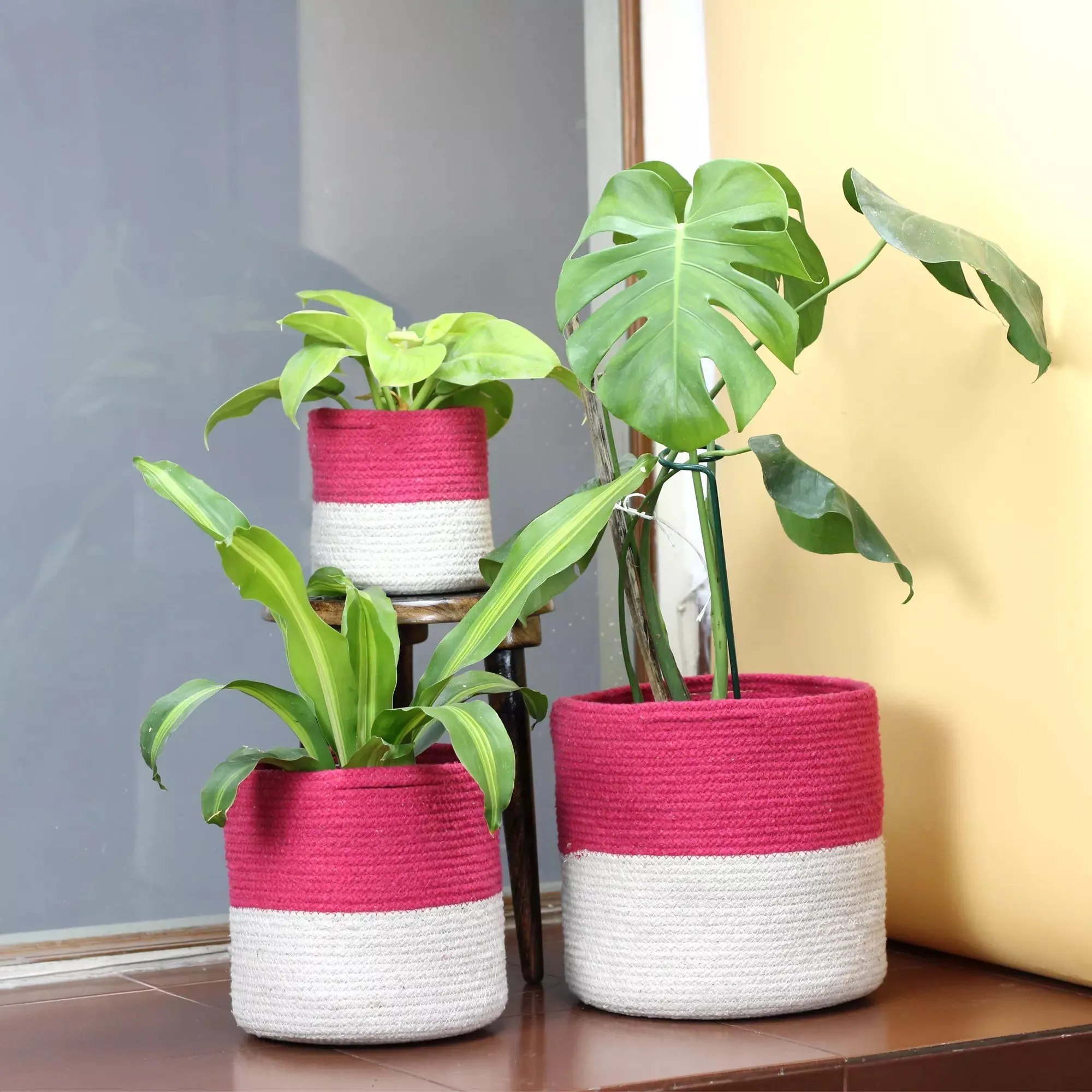 Twin Pink Cotton Planter - (Pack of 3)