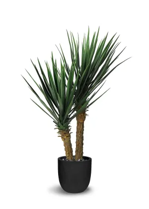 Yucca Plant